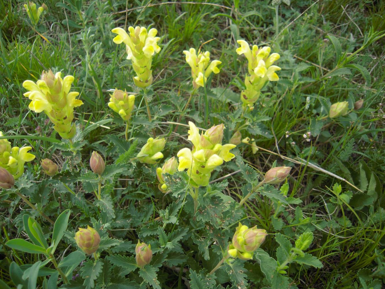 Изображение особи Scutellaria polyodon.