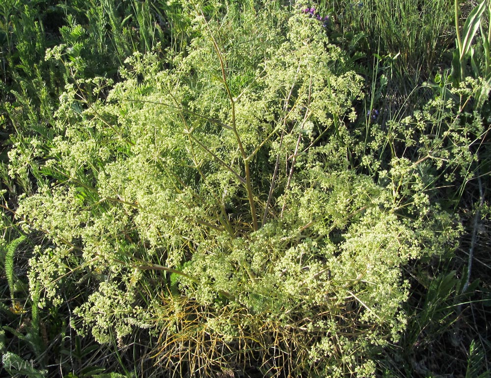 Image of Trinia ramosissima specimen.