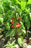 Impatiens balsamina. Цветущее растение. Абхазия, г. Сухум, ботанический сад. 12.06.2012.