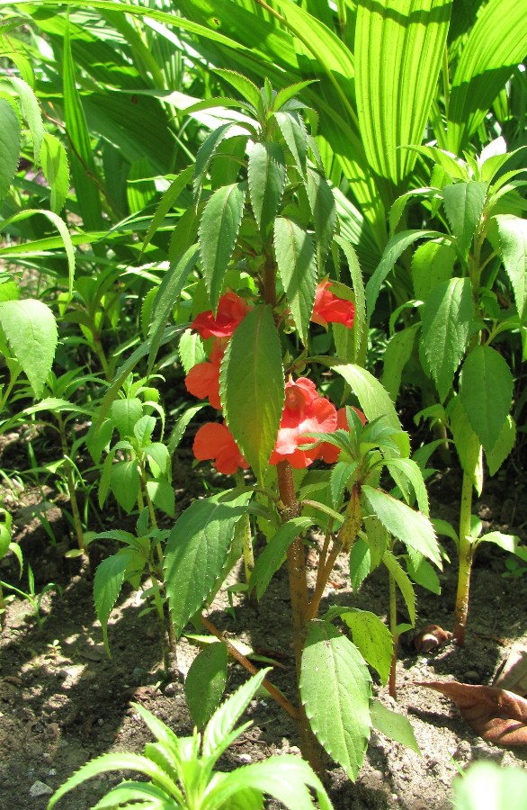 Image of Impatiens balsamina specimen.