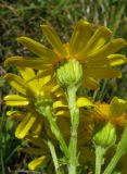 Senecio tauricus