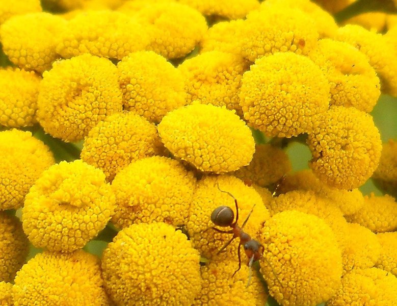 Изображение особи Tanacetum vulgare.