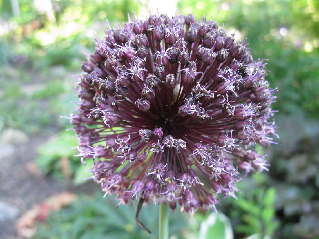 Image of Allium atroviolaceum specimen.