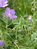 Geranium collinum. Цветки и бутоны. Кабардино-Балкария, Зольский р-н, долина Джилы-Су, альпийский луг. 27.07.2012.