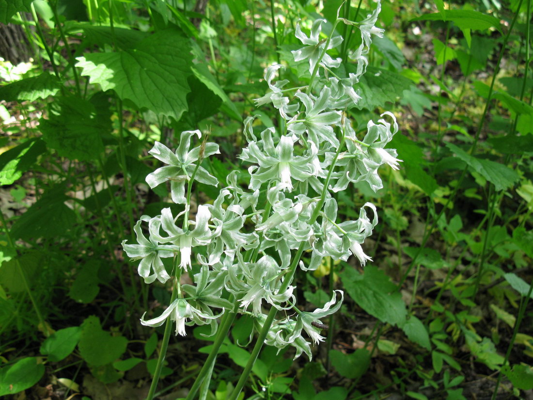 Изображение особи Ornithogalum boucheanum.