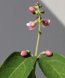 Symphoricarpos albus var. laevigatus