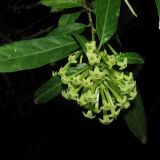 Cestrum nocturnum. Ветвь с соцветием (поздний вечер). Турция, пров. Анталья, пос. Текирова, в озеленении. 27.05.2012.