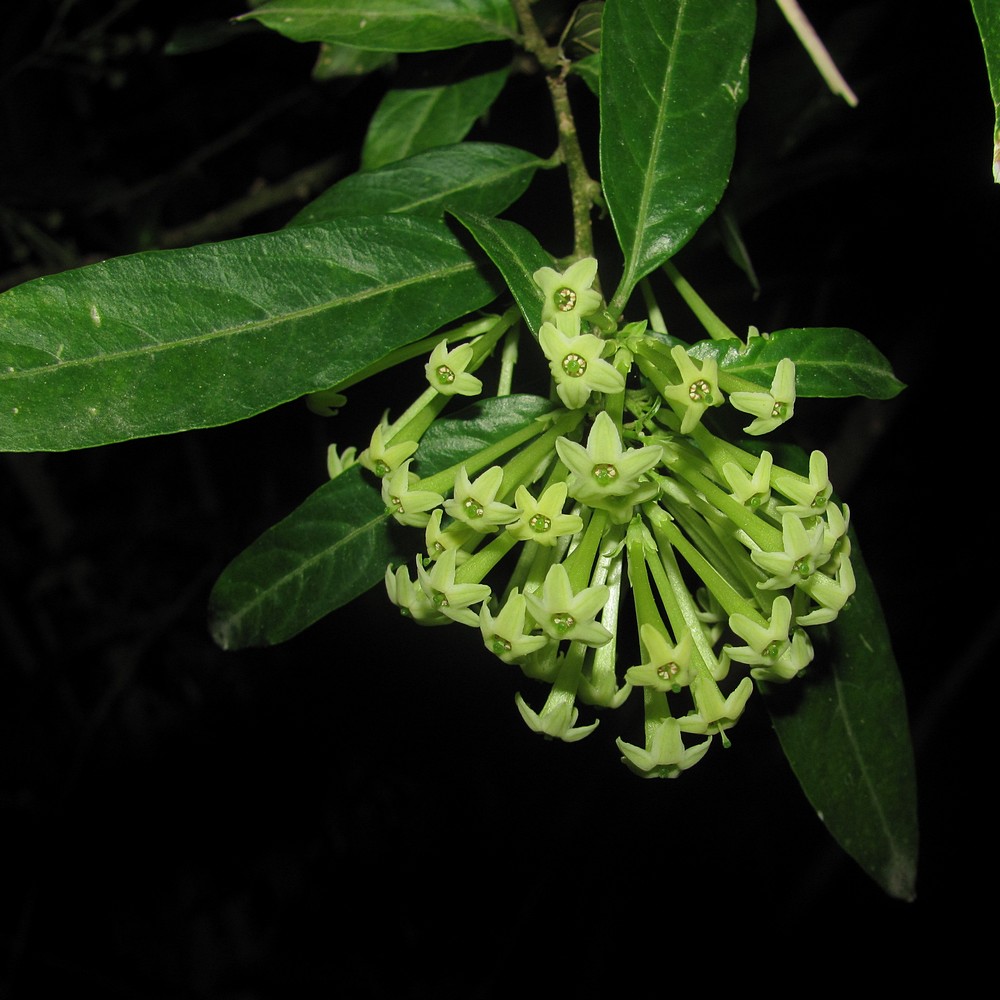 Image of Cestrum nocturnum specimen.