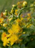 Hypericum lobocarpum. Верхушка побега с цветками и бутонами. Германия, г. Krefeld, ботанический сад. 31.07.2012.