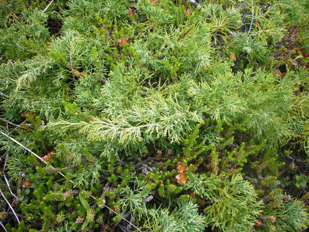 Image of Juniperus sargentii specimen.