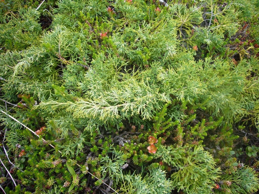 Изображение особи Juniperus sargentii.