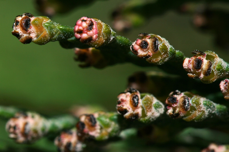 Image of Thuja occidentalis specimen.