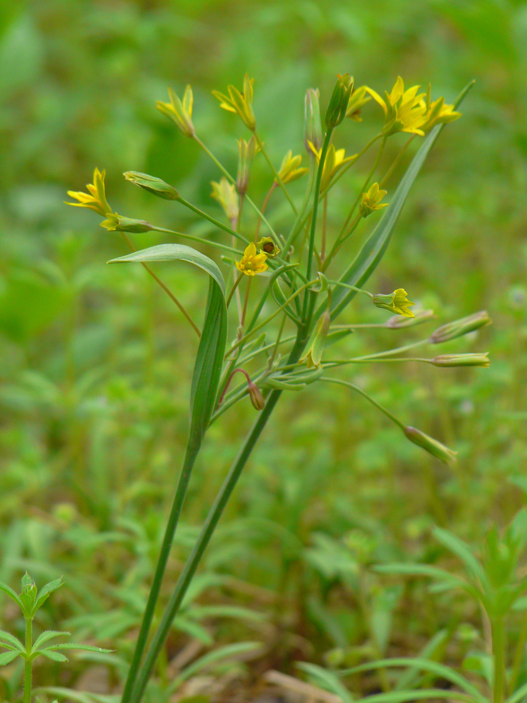 Изображение особи Gagea erubescens.