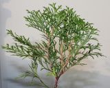 Thuja occidentalis. Верхушка ветки. Германия, г. Кемпен, в живой изгороди. 16.11.2012.