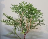 Thuja occidentalis