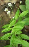 Moehringia lateriflora