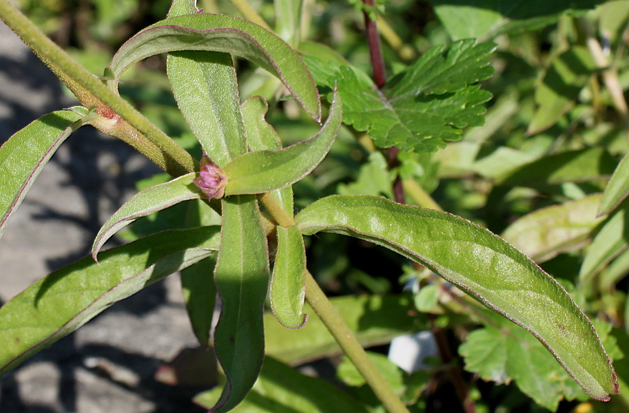 Image of Gomphrena globosa specimen.