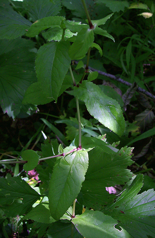 Изображение особи Myosoton aquaticum.