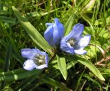 Gentiana triflora