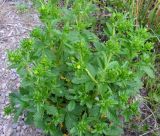 Potentilla norvegica. Расцветающее растение. Хабаровский край, Ванинский р-н, окр. пос. Высокогорный, возле дороги. 29.06.2012.