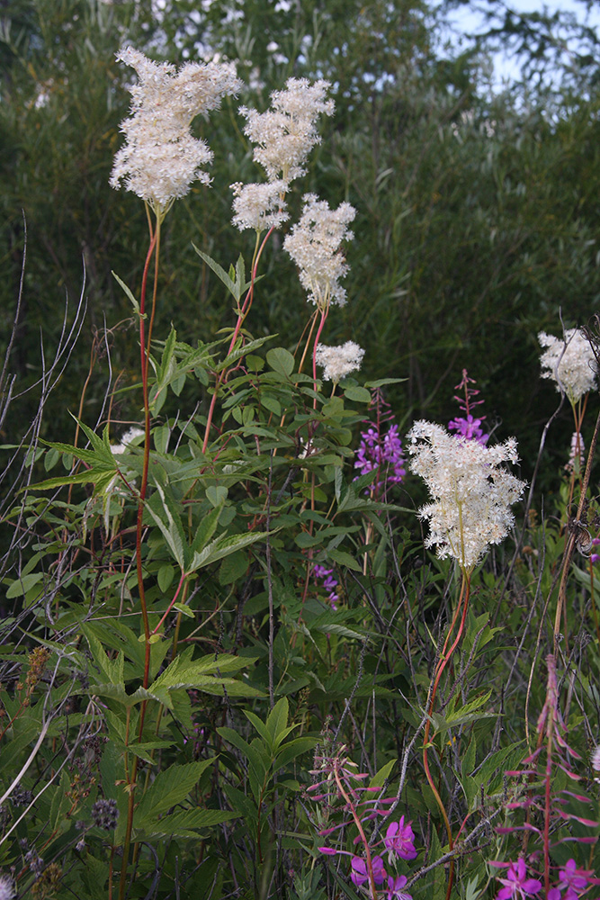 Image of Filipendula palmata specimen.