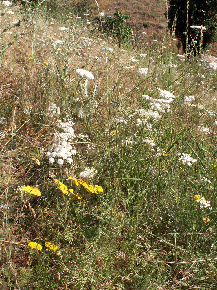 Image of Hyalolaena bupleuroides specimen.