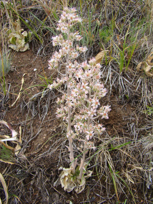 Изображение особи Rosularia paniculata.