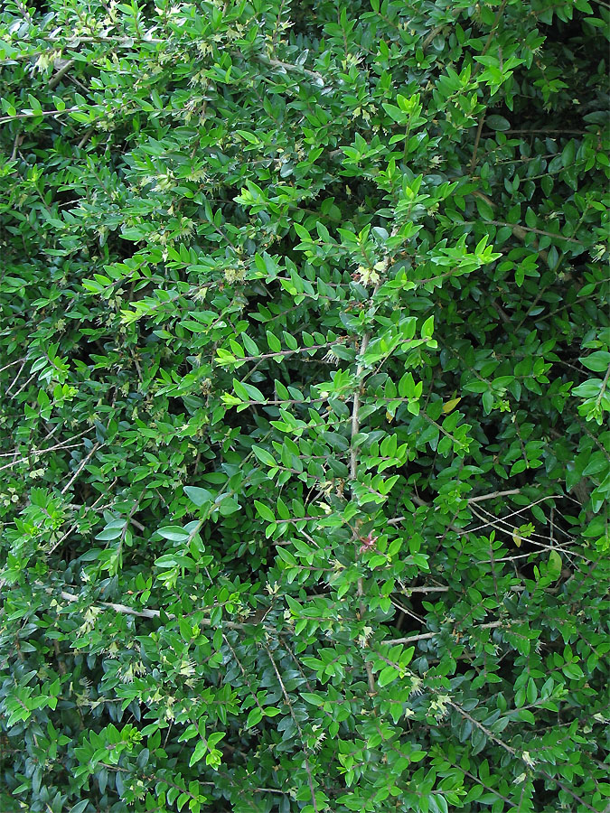 Image of Lonicera ligustrina var. pileata specimen.