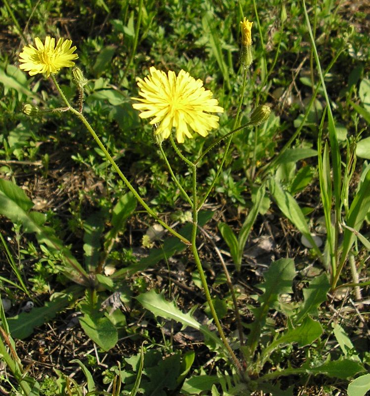 Image of Lagoseris sancta specimen.