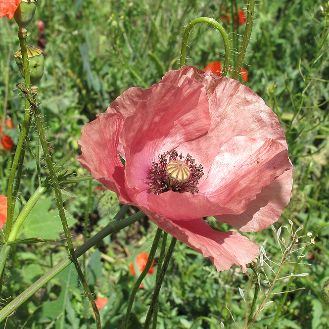 Image of Papaver rhoeas specimen.