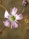 Gypsophila perfoliata. Цветок и бутон. Украина, Запорожская обл., Запорожский р-н, в балке возле Кушугумского кладбища. 23.08.2012.