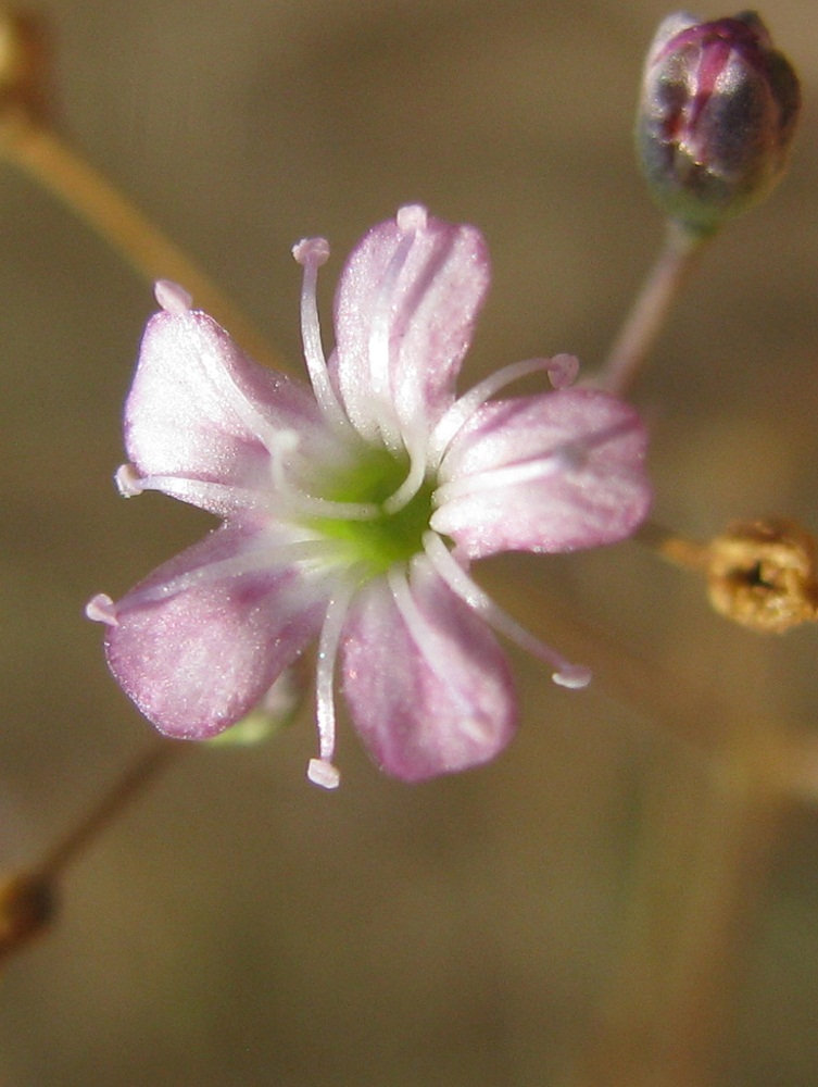 Image of Gypsophila perfoliata specimen.
