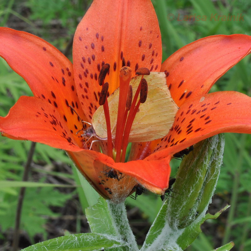 Image of Lilium pensylvanicum specimen.