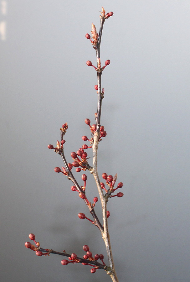 Image of Prunus cerasifera specimen.