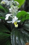 genus Calanthe. Цветок. Борнео, склон горы Трас-Мади, выс. ок. 950 м н.у.м, дождевой лес. 23 февраля 2013 г.