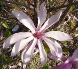 Magnolia stellata