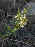 Melilotus tauricus