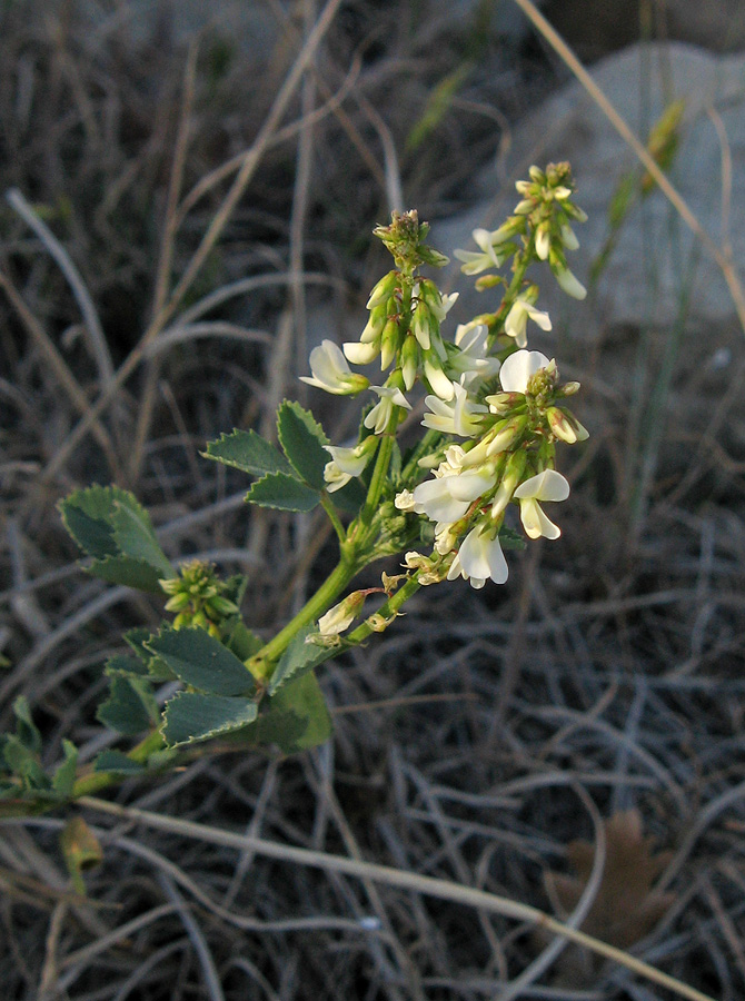 Изображение особи Melilotus tauricus.