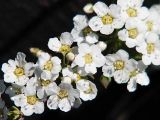 семейство Rosaceae. Часть соцветия. Швеция, Уппсала, 6 мая 2009 г.