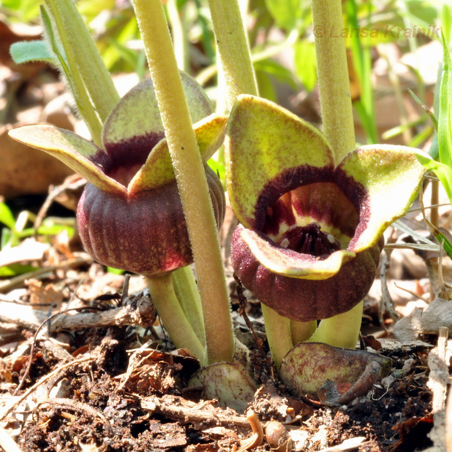 Изображение особи Asarum sieboldii.