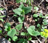 Stachys sylvatica