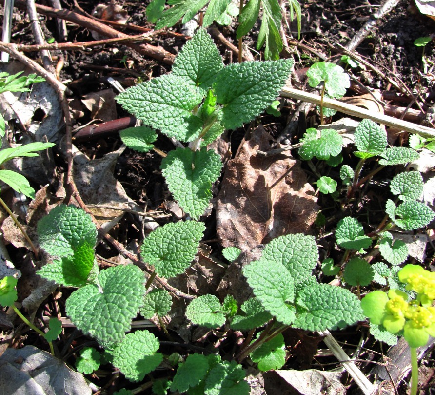 Изображение особи Stachys sylvatica.