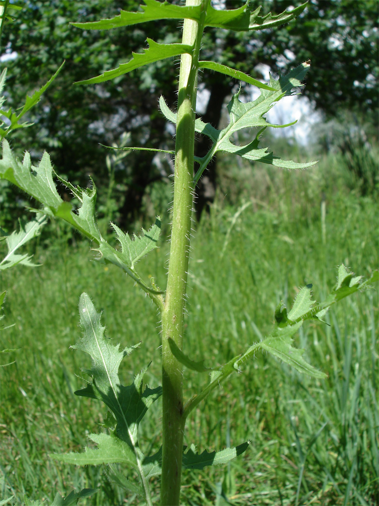 Изображение особи Sisymbrium loeselii.