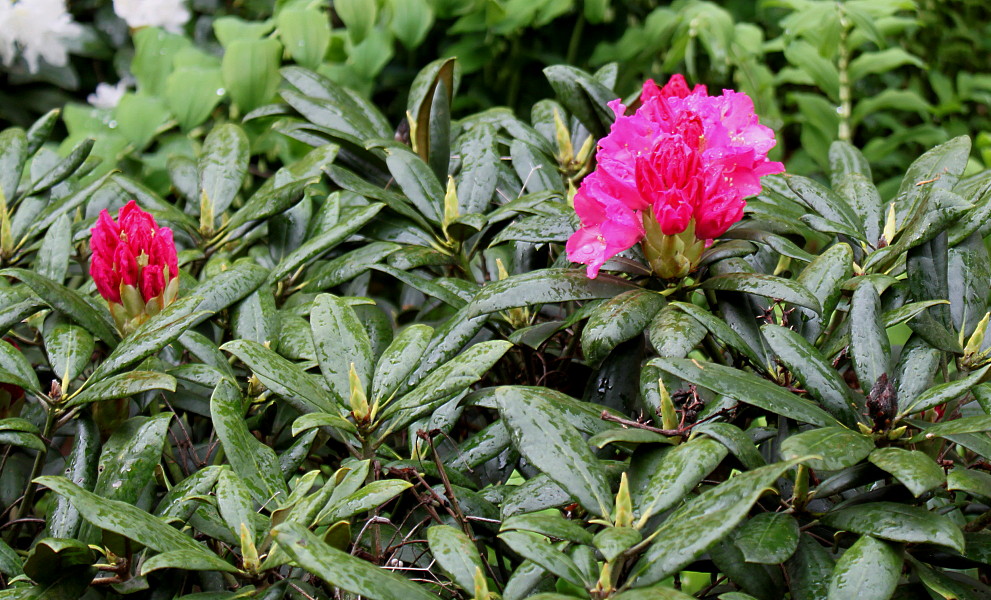 Image of Rhododendron yakushimanum specimen.