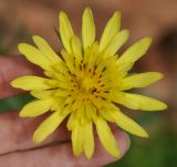 род Tragopogon. Соцветие. Армения, Вайоц Дзор, Нораванк. 11.05.2013.