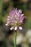 Allium strictum