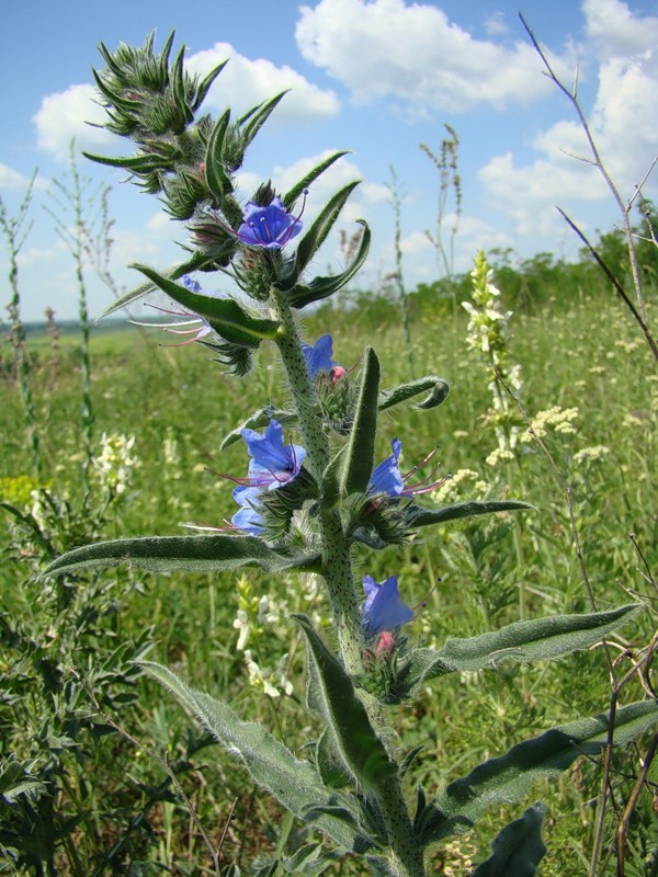 Изображение особи Echium vulgare.