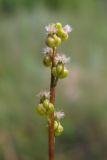 Image of taxon representative. Author is Павел Евсеенков