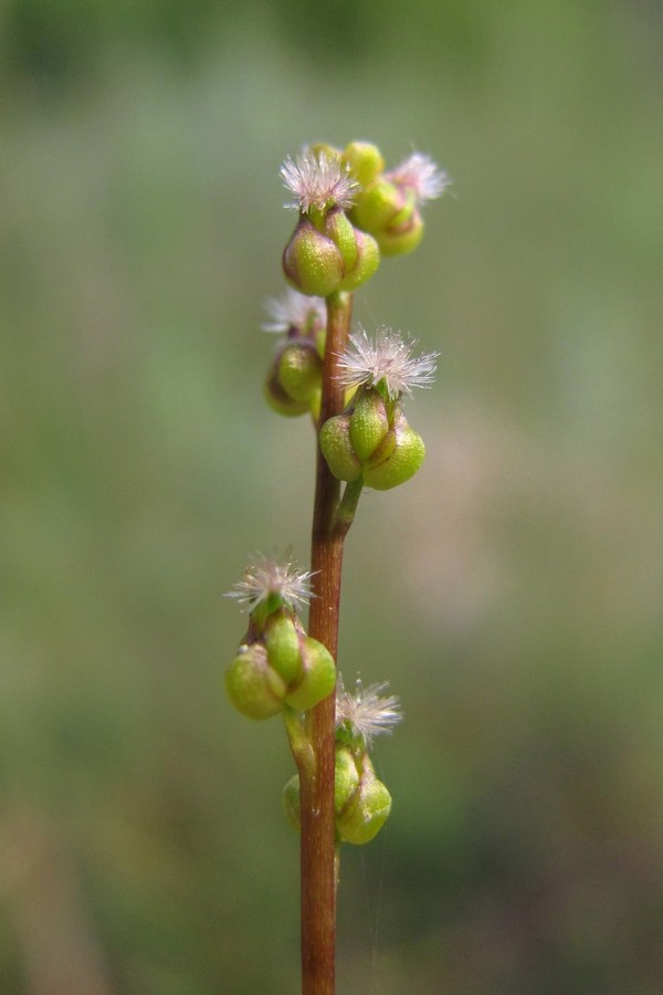 Image of Triglochin palustris specimen.