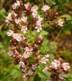 Origanum vulgare